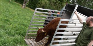 Rotes Höhenvieh heimisch