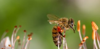 Blühwiesen für den eigenen Garten