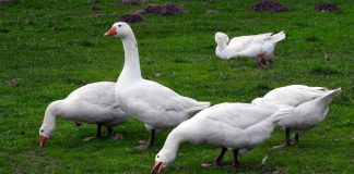 Feinschmecker fliegen auf Herner Federvieh