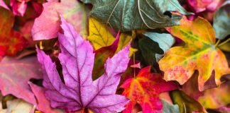 Gartenabfälle an fünf Samstagen abgeben