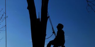Baumpflegearbeiten am Heinz-Rühmann-Platz