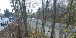 Piraten kritiseren Rodung