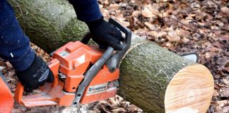 31 Eschen werden gefällt