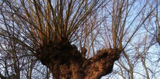 Wer kennt Kopfweiden?