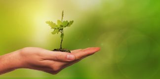 Baumpflanzungen zum Jahreswechsel