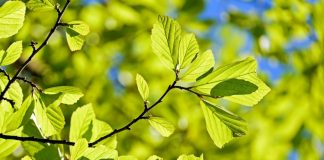 Ein neuer Wald in Herne