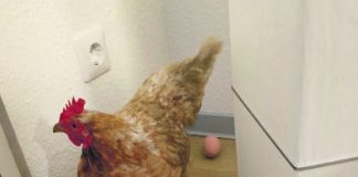 Polizeimeldungen aus Herne & Wanne-Eickel