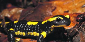 Feuersalamander in Herne retten