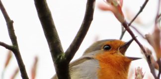 Leserin reimt zum Schulgeburtstag