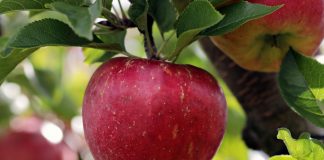 Baumpaten für Herne gesucht