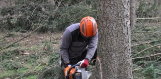 Baumfällarbeiten am Stadtgarten