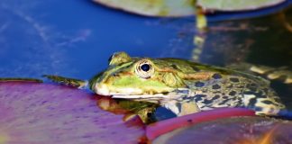 Krötenwanderung beginnt: Schutzzäune kommen