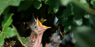 Kinderstube von Tieren schützen