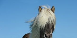 Neue Kennzeichen für Pferde