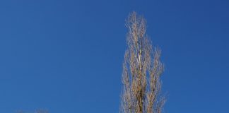 Hohle Pappeln: Neue Baumreihe im Herbst