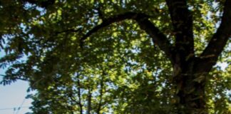 Klima-Bäume in Herne: Bewerbungsphase für Streuobstwiesen läuft