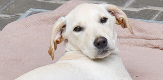 Wenn der beste Freund nicht für immer bleibt