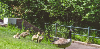 Gan(s) viel Ärger im Schlosspark Strünkede