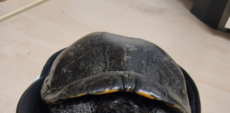 Herne: Polizisten nehmen Schildkröte in Gewahrsam