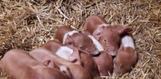 Sieben auf einen Streich