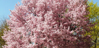 Baum-Spenden zum runden Geburstag