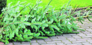 Christbaum-Entsorgung: Noch bis Ende Januar werden die Exemplare eingesammelt