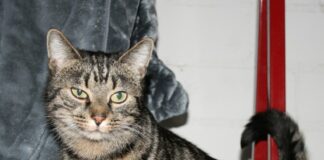 Tier der Woche: Auch für Anfänger: Tiger-Katze Anni