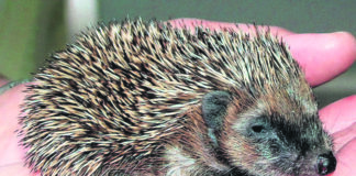 Hecke schneiden im Frühjahr: Stadt Herne bittet, auf Tiere zu achten