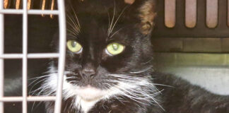 Tier der Woche: Katzen-Omi Casia