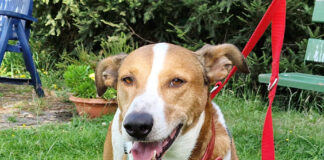 Tier der Woche: Rüde Toc