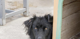 Tierschutzprojekte aus Herne gesucht: Alexander Vogt (MdL): Land NRW verleiht erneut Tierschutzpreis einsamer Hund Tierschutz