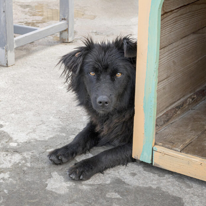 einsamer Hund Tierschutz