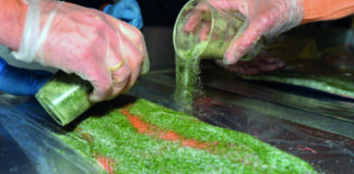 Lions-Club Wanne-Eickel: Lachsverkauf für den guten Zweck