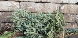 Entsorgung Herne: Abholung der Tannenbäume startet am 9. Januar