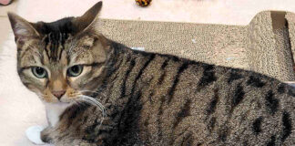 Tier der Woche: Die unkomplizierte und liebe Nanini