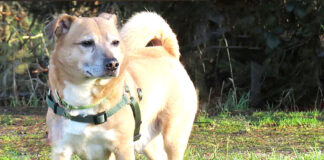 TIER DER WOCHE: Pedro sucht ein ruhiges Zuhause!