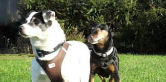 Tiere der Woche: Liska und Armando