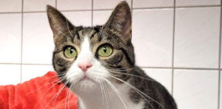 Wild und verschmust: Katze Melek