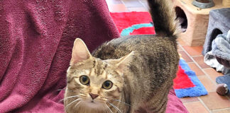 Katzenerfahrene Menschen gesucht!