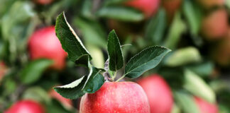 Apfelfest auf der Streuobstwiese