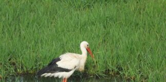 Weißstorch am Hüller Bach in Herne